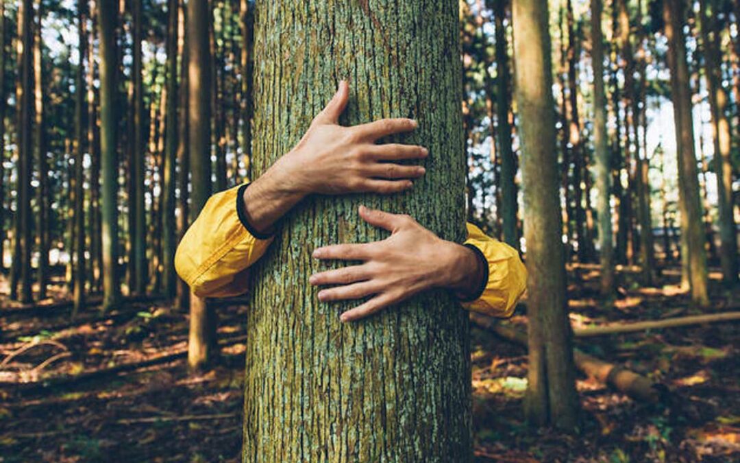 L’albero che è in te