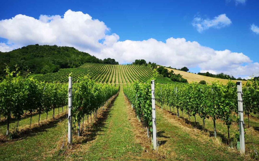 Visita e degustazione con Tenuta Casali
