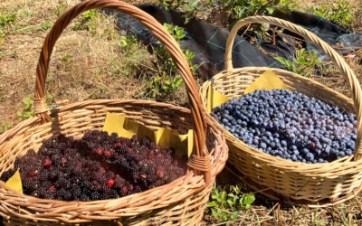 Rumtopf alla frutta