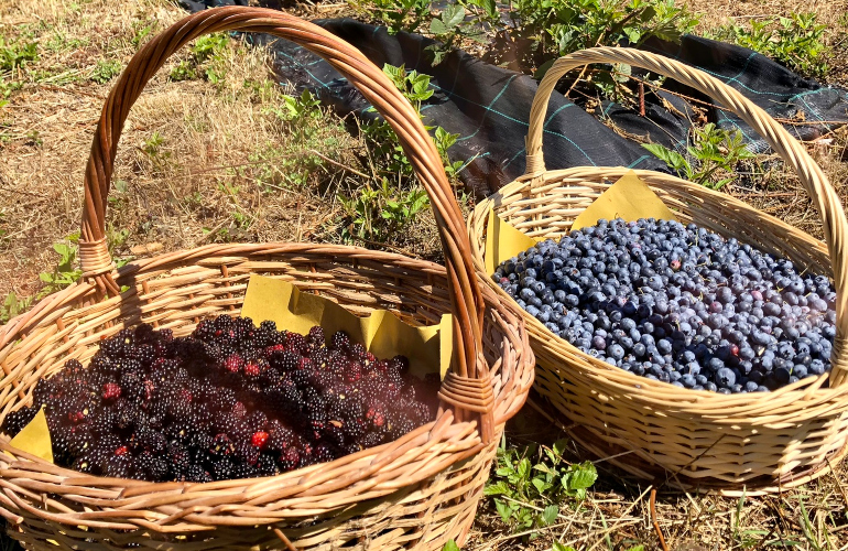 Rumtopf alla frutta