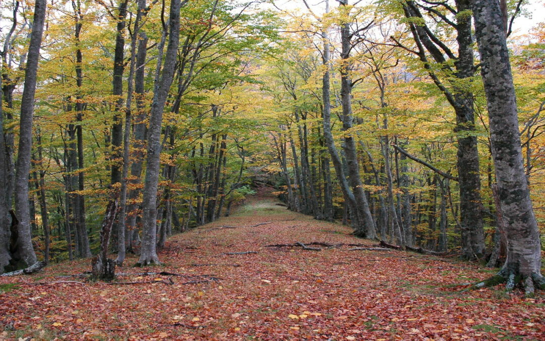 Fall Foliage Festival